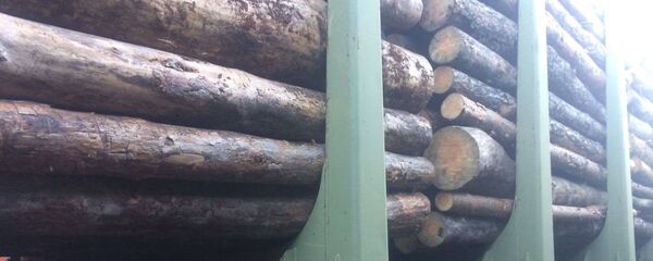 Lemn contrabandă - Sputnik Moldova-România