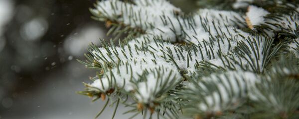 Iarna Iarna - Sputnik Moldova