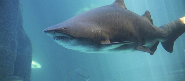 Акула - Sputnik Молдова
