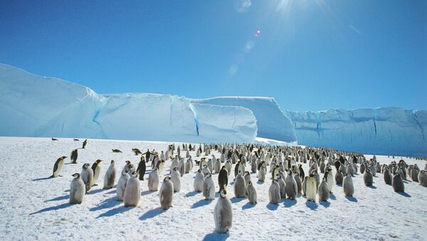 Emperor penguins in Antarctica. - Sputnik Moldova-România