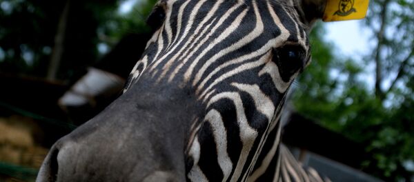 Зебра Зебра - Sputnik Молдова