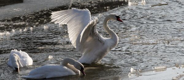 Лебеди Лебеди - Sputnik Молдова