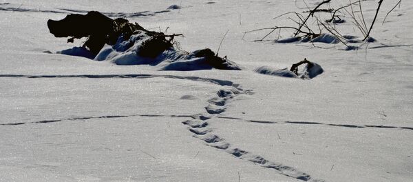 Urme pe zăpadă într-o rezervație naturală - Sputnik Moldova