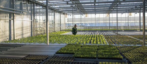 Seră - Sputnik Moldova-România