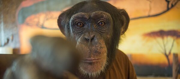 Обезьянка Джамбо - Sputnik Молдова