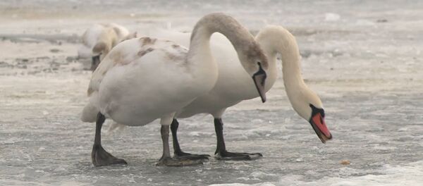 Стая белоснежных лебедей нашла пристанище на озере Гидигич - Sputnik Молдова