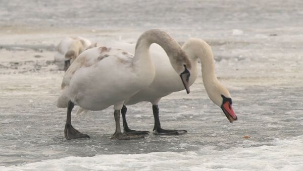 Стая белоснежных лебедей нашла пристанище на озере Гидигич - Sputnik Молдова