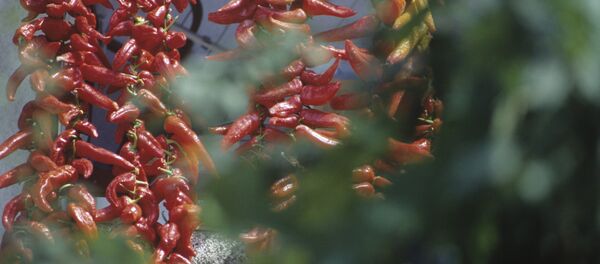 Перец красный острый - Sputnik Moldova