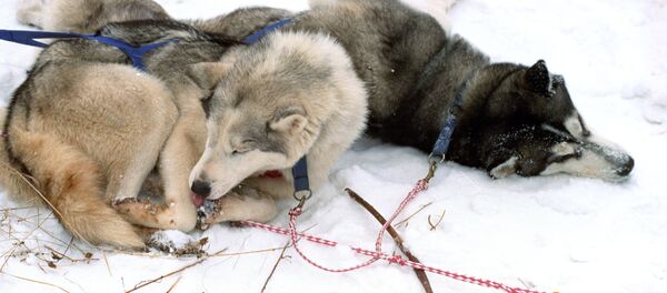 Câini de rasă - Sputnik Moldova