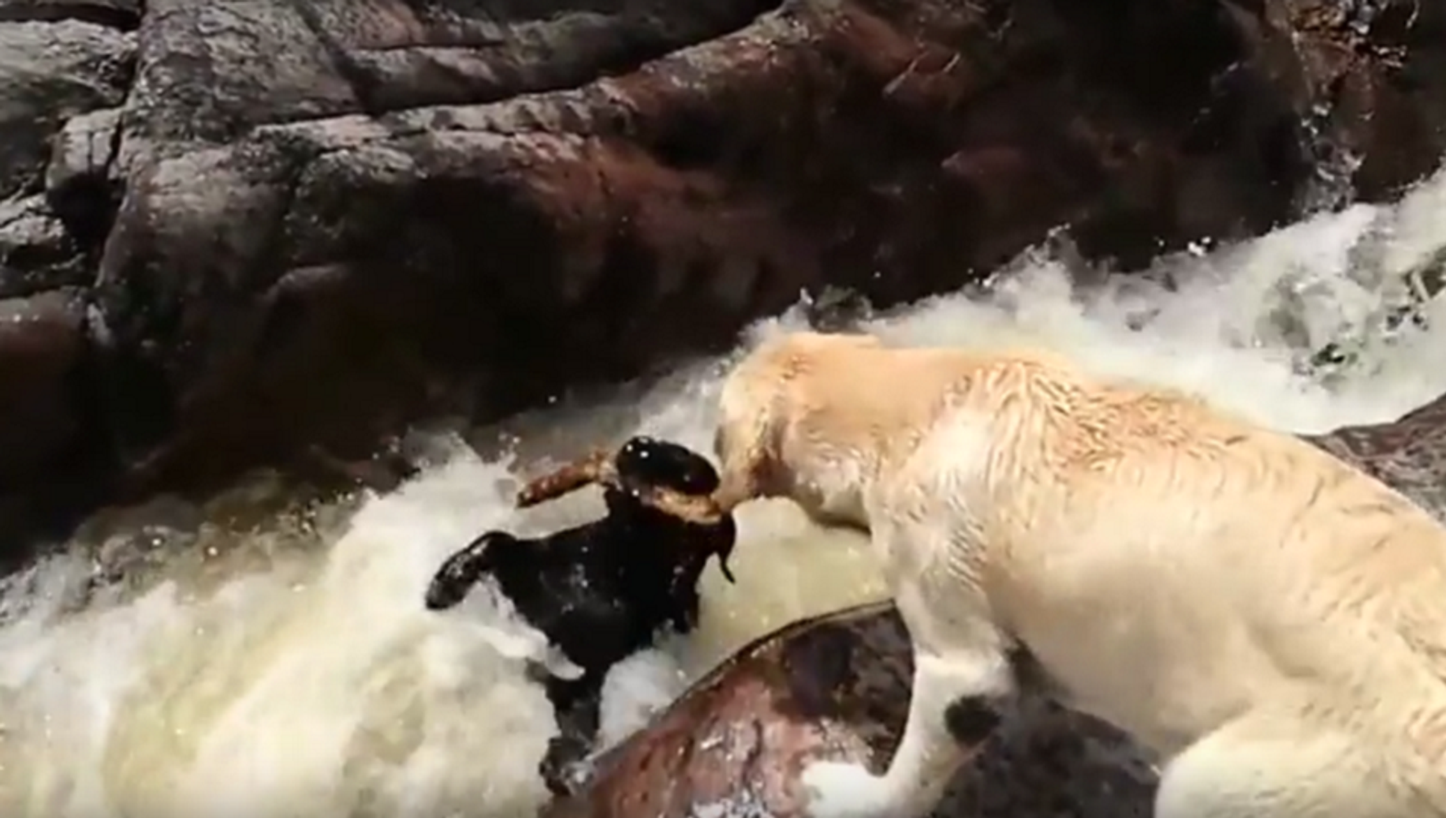Собака приходит на помощь. Собака тонет. Собака спасает человека из воды.