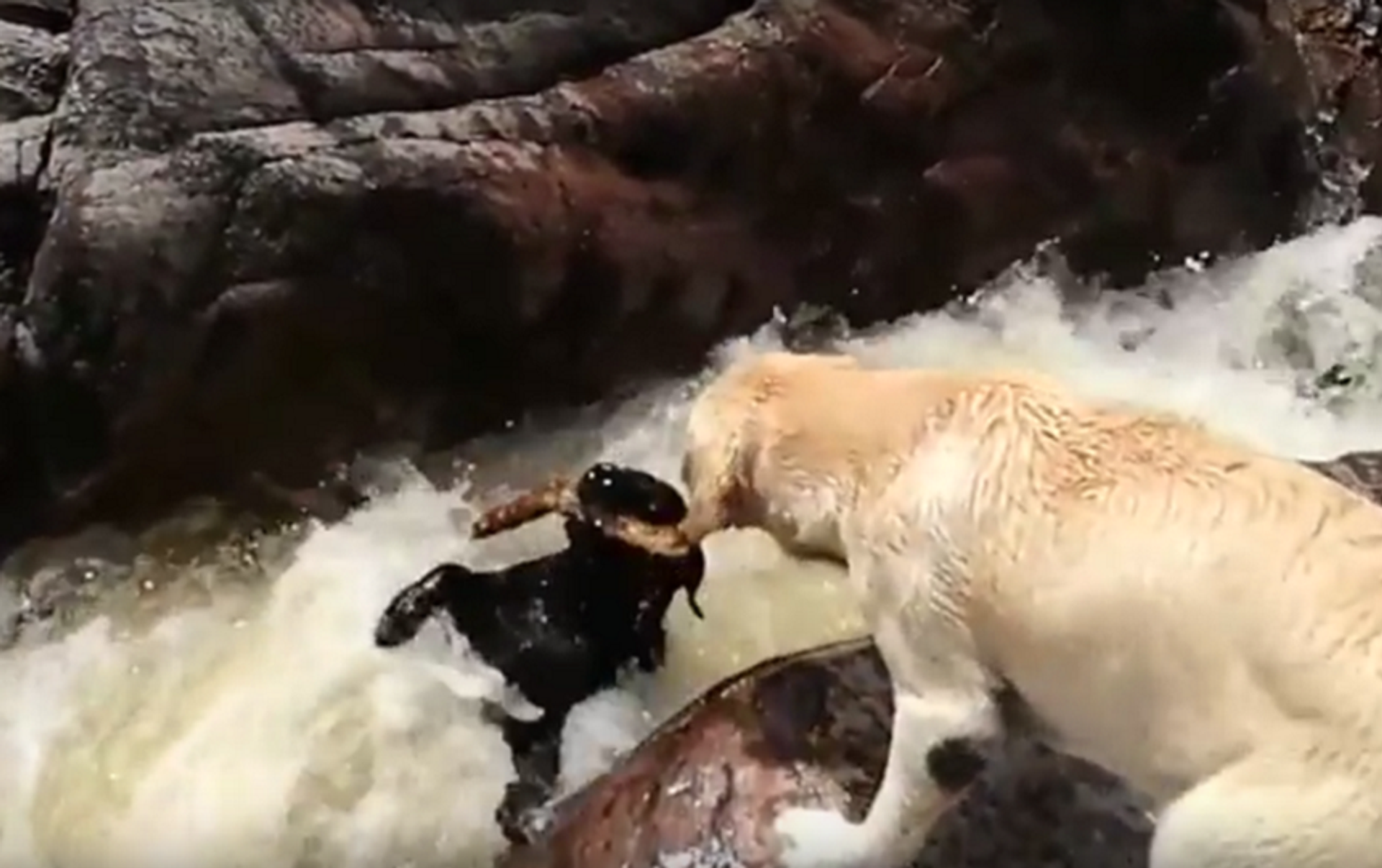 Собака легко перетаскивает утопающего в воде. Животные спасают друг друга.