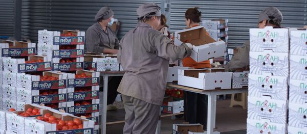 Заготовка помидоров - Sputnik Молдова
