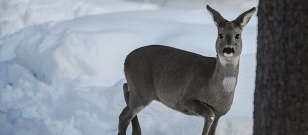 Косуля в лесу Косуля в лесу - Sputnik Moldova