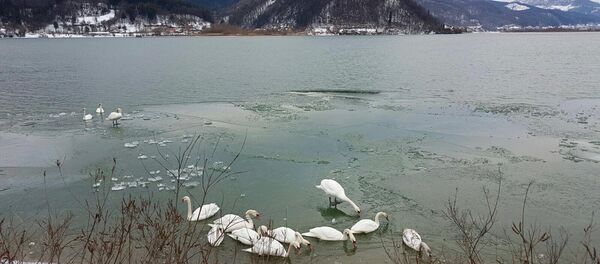 Lebede, lacul de la Batca Doamnei, Piatra Neamt - Sputnik Moldova