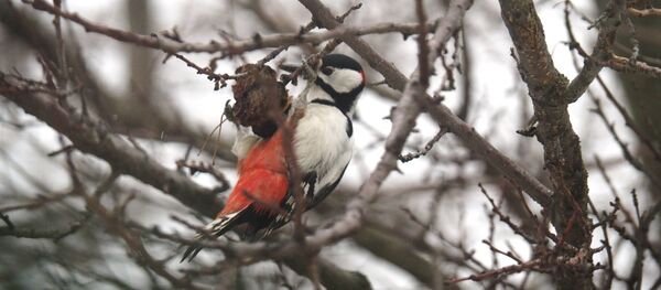Дятел - Sputnik Moldova