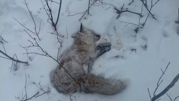 Vulpe împușțcată - Sputnik Moldova