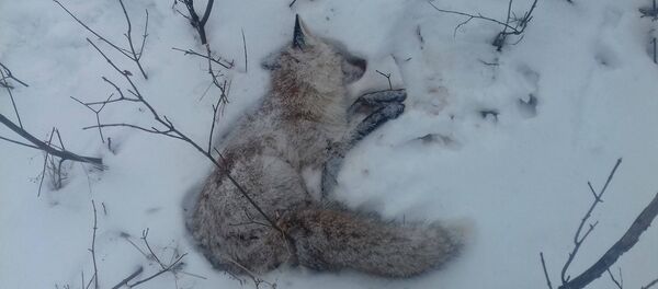 Vulpe împușțcată - Sputnik Moldova