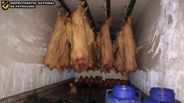 Transport ilegal de carne - Sputnik Moldova