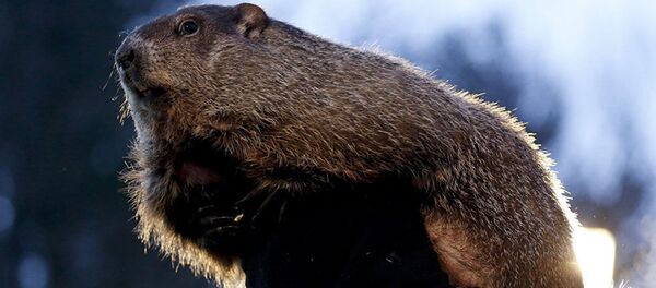 Архивное фото сурка Архивное фото сурка - Sputnik Молдова