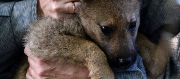 Бездомные собаки на улицах Великого Новгорода Бездомные собаки на улицах Великого Новгорода - Sputnik Молдова