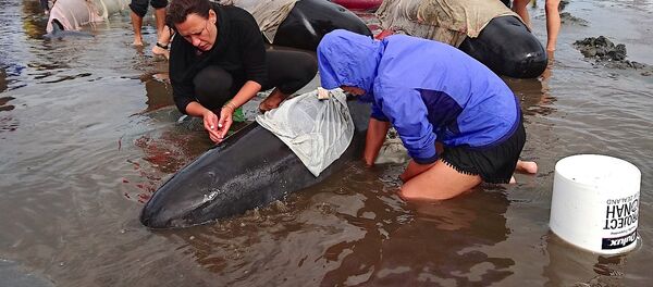 В Новой Зеландии более 400 дельфинов выбросились на берег - Sputnik Молдова