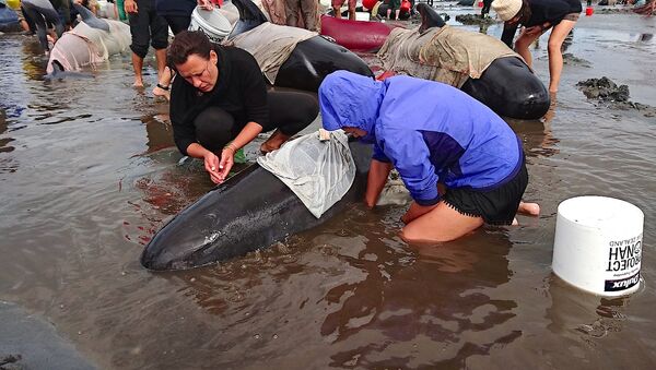 В Новой Зеландии более 400 дельфинов выбросились на берег - Sputnik Молдова