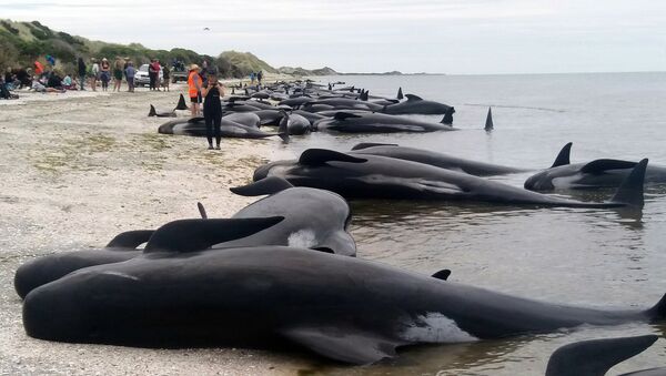 Дельфины и киты выбросились на берег Южного острова Новой Зеландии - Sputnik Молдова