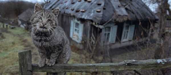 Sat muribund - Sputnik Moldova