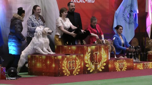 Кишинев принял породистых собак со всего мира - Sputnik Молдова