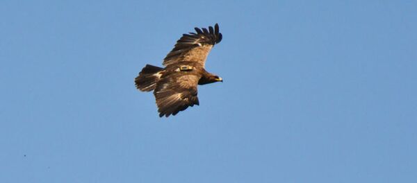 Arlie - Sputnik Moldova