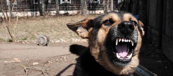 Собаки. - Sputnik Молдова