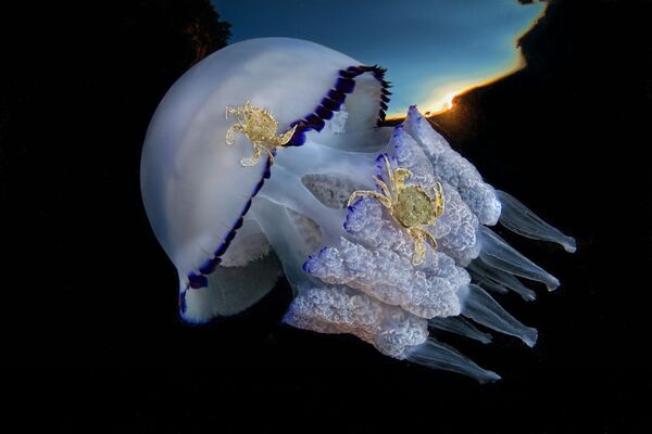 Медуза в объективе итальянского мастера Паскуале Вассалло. - Sputnik Молдова