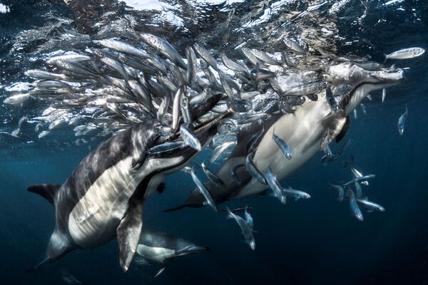 Дельфины охотятся – работа французского фотографа Грега Лекёра. - Sputnik Молдова