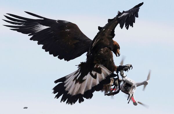 Орел сбивает дрон во время учений на военно-воздушной базе во Франции. - Sputnik Молдова
