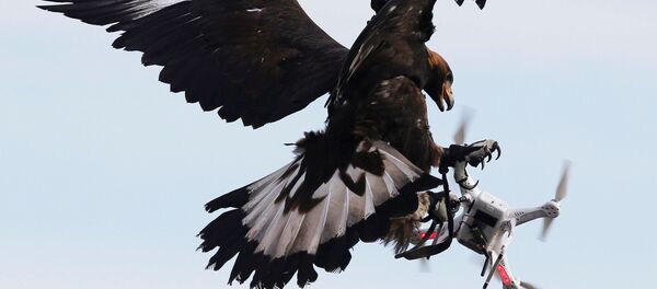 Орел сбивает дрон во время учений на военно-воздушной базе во Франции. - Sputnik Молдова