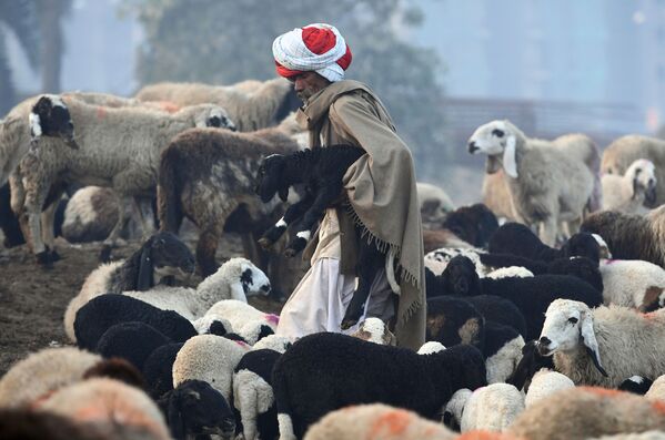 Пастух-кочевник из штата Раджастхан в окрестностях Нью-Дели, Индия. - Sputnik Молдова