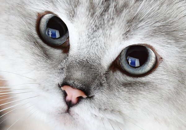 Отражение логотипа социальной сети Фейсбук в глазах кошки. - Sputnik Молдова