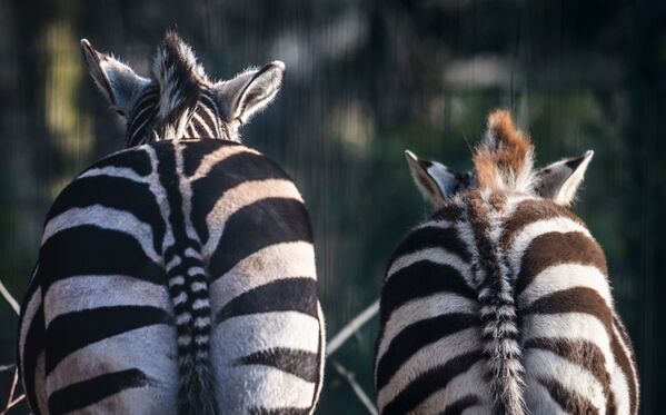 Зебры в зоопарке Дортмунда, Западная Германия. - Sputnik Молдова