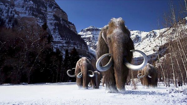 A group of woolly mammoths, the huge Ice Age mammals that lived and roamed the frigid tundra steppes of northern Asia, Europe and North America, are seen in this undated illustration provided courtesy of Giant Screen Films - Sputnik Moldova-România