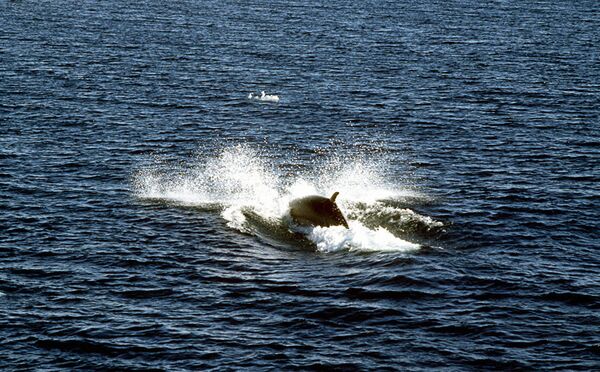Кит минке в водах Антарктики. Размеры этого кита достигают 10-ти метров, вес — 10-ти тонн. Советская экспедиция 1987 года - Sputnik Молдова