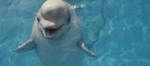 Белуха в бассейне дельфинария в Севастополе. Белуха в бассейне дельфинария в Севастополе. - Sputnik Молдова