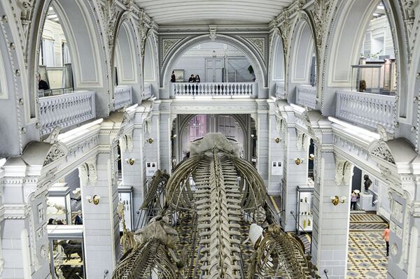 Скелет синего кита в зоологическом музее Санкт-Петербурга. - Sputnik Молдова