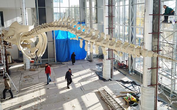 Установка после реставрации скелета крупнейшего в России кашалота в новом корпусе Музея Мирового океана - Фондохранилище в Калининграде. Длина скелета — 17 метров, вес — 2,5 тонны. - Sputnik Молдова