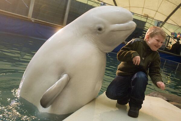 Мальчик фотографируется с белым китом в дельфинарии Московского Зоопарка. - Sputnik Молдова