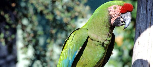 Попугай - Sputnik Молдова