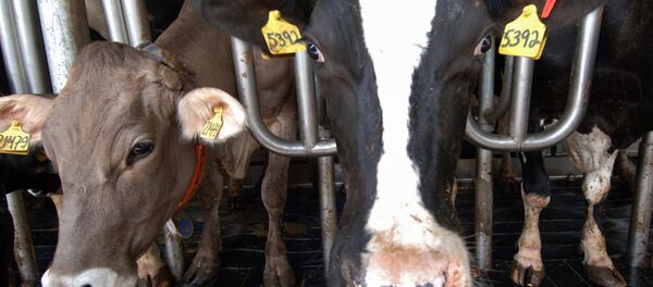 Корова с теленком Корова с теленком - Sputnik Молдова