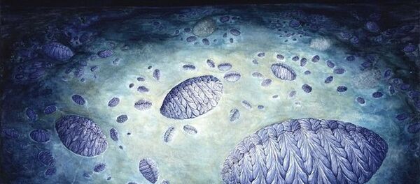 Окаменелости, древнейшие многоклеточные. - Sputnik Молдова
