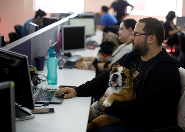 Сотрудники компании Accenture в Коста-Рике работают вместе со своими собаками. На один день компания разрешила служащим прийти на работу вместе с домашними питомцами - Sputnik Молдова