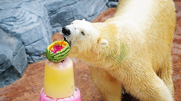 Полярный медведь ест замороженное угощение в зоопарке Сингапура - Sputnik Молдова