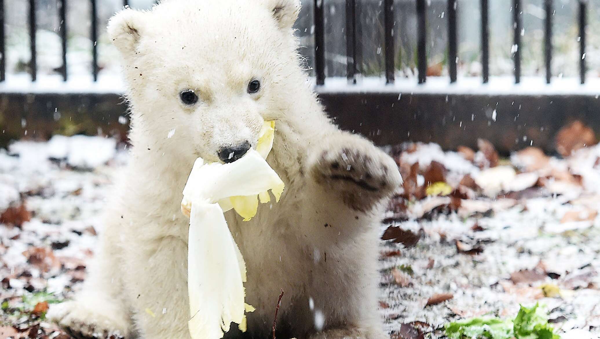 France bears. Медведь в зоопарке. Белый медведь в Московском зоопарке. Медведь хозяин Арктики. Медведь в квартире.